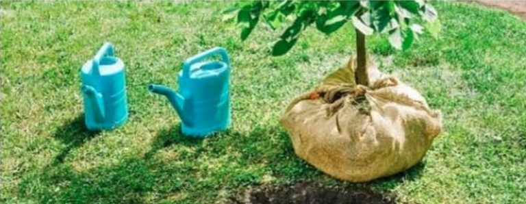 Ánfora Árbol Nativo con un árbol nativo joven sobre el pasto, junto a una regadera