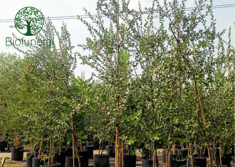 Árboles nativos creciendo en los viveros propios de Biofuneral
