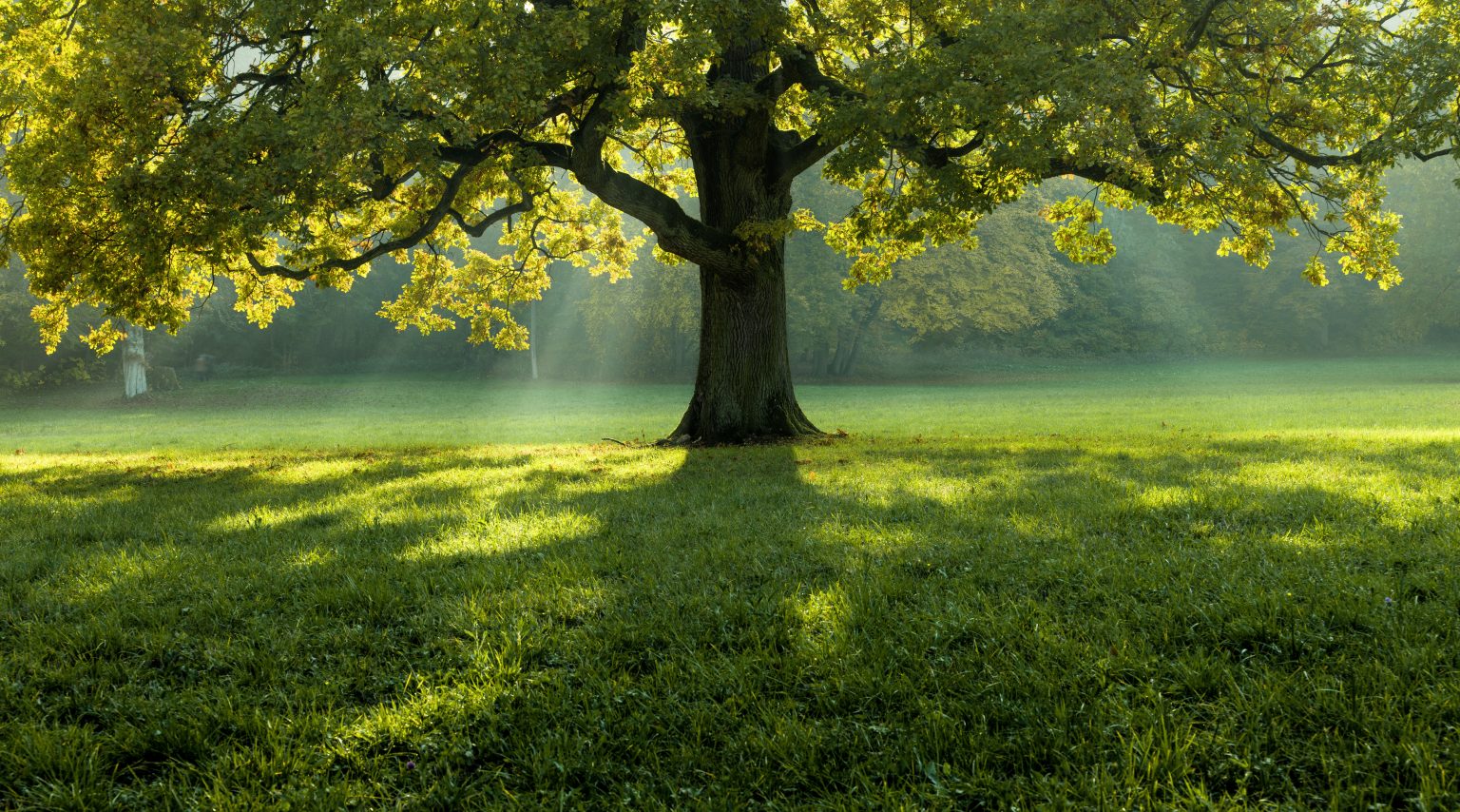 Una funeraria distinta en Chile — Biofuneral Árbol nativo solitario en un campo abierto, símbolo de una despedida que vuelve a la vida con Biofuneral