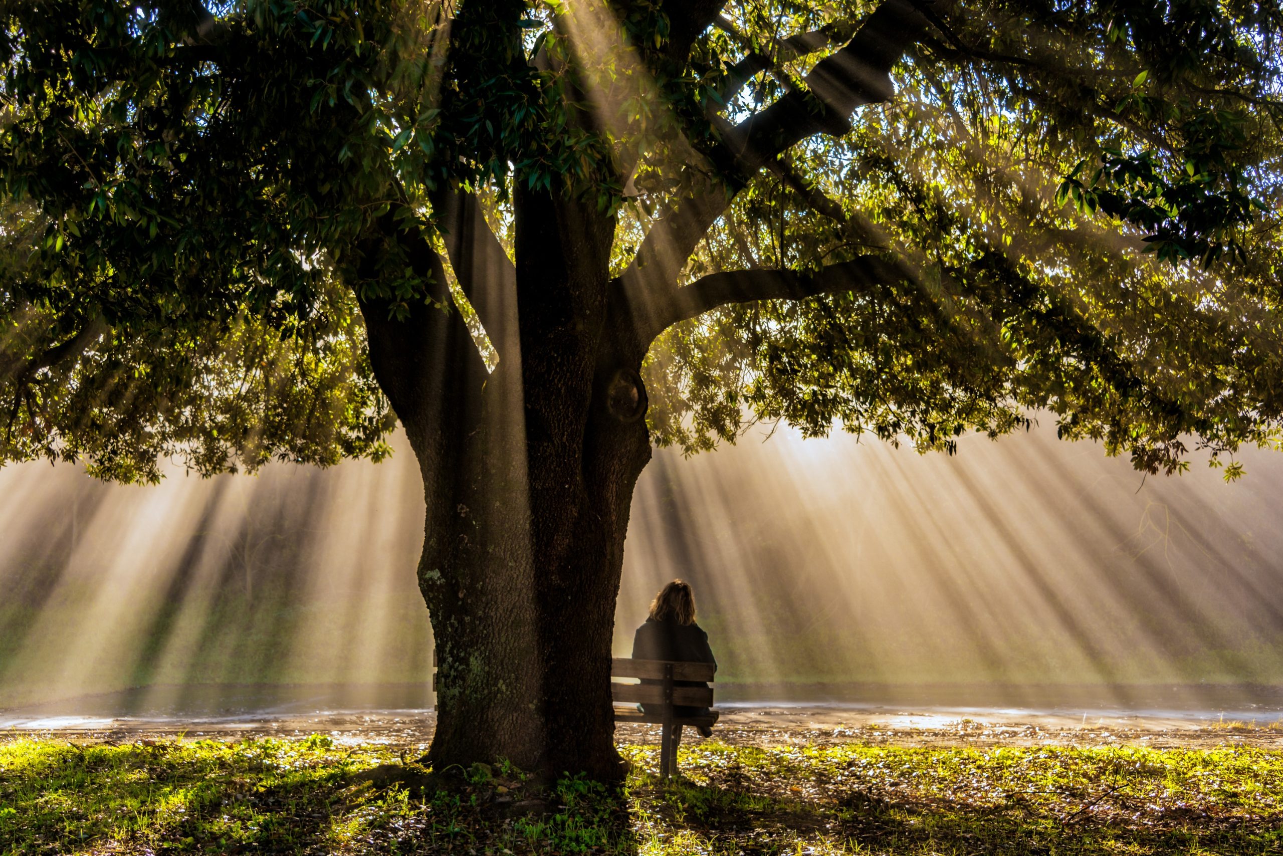 Biofuneral en Chile con árbol nativo como forma de despedida