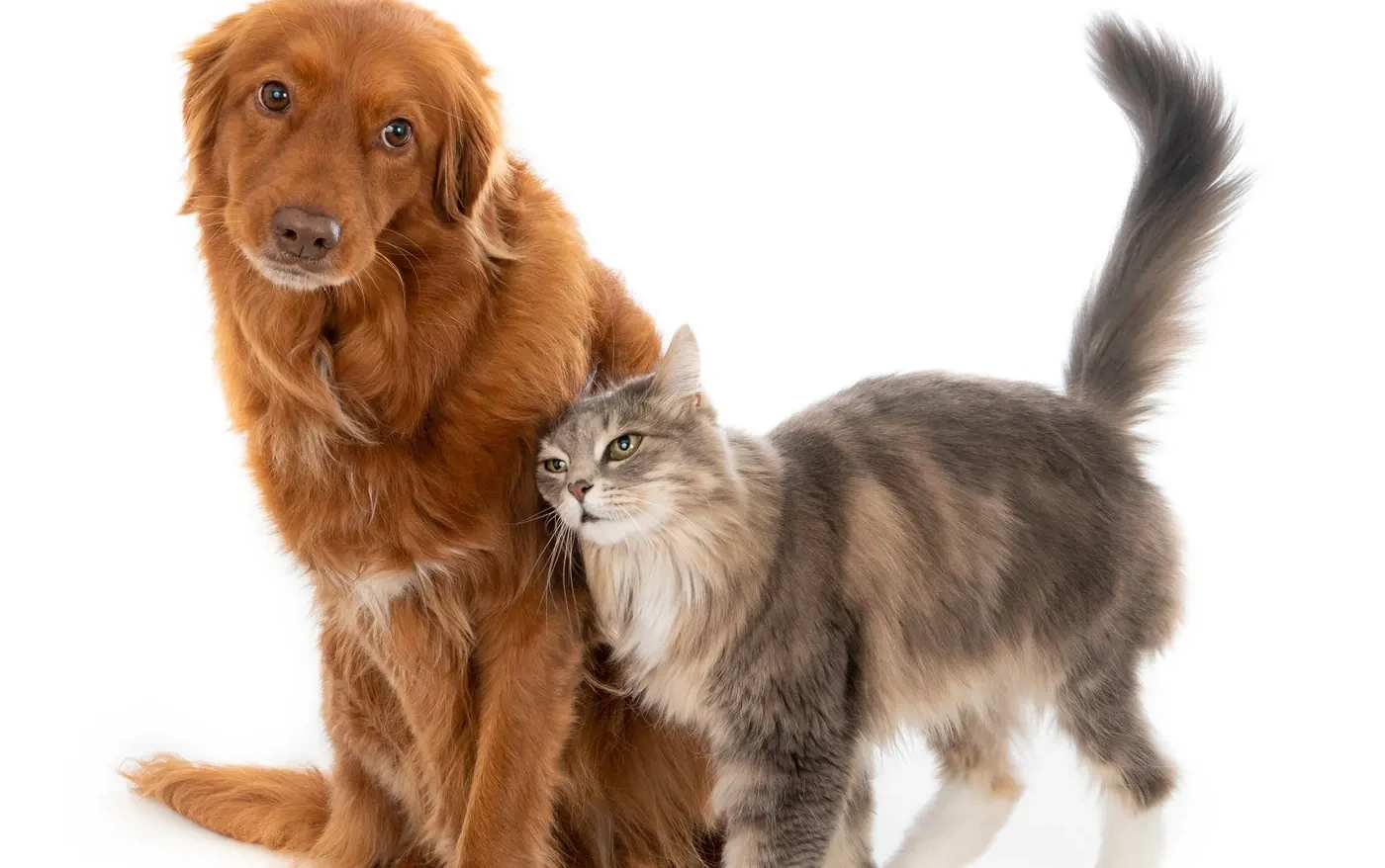 Perro y gato, compañeros de vida — Bioanimal, la línea de despedida ecológica para mascotas de Biofuneral