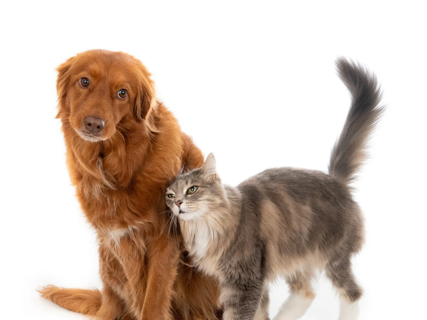 Perro y gato juntos, compañeros de familia, cuyas cenizas pueden convertirse en un árbol nativo con Bioanimal