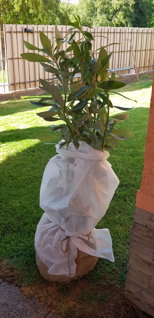 Árbol nativo envuelto y listo para plantar con el Ánfora Árbol Nativo para mascotas de Bioanimal