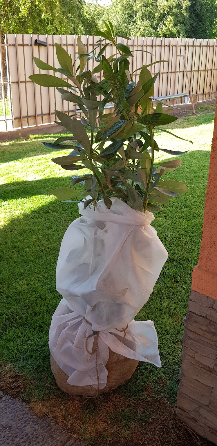 Árbol nativo joven, ya vivo, listo para ser plantado — la Ánfora Árbol Nativo de Bioanimal